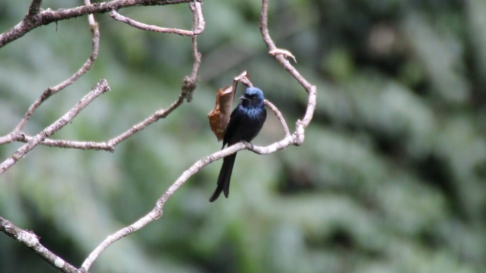 Drongo, Bronzed 4