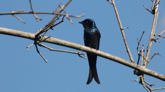 Drongo, Bronzed