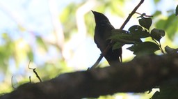 Drongo, Lesser Racket-tailed