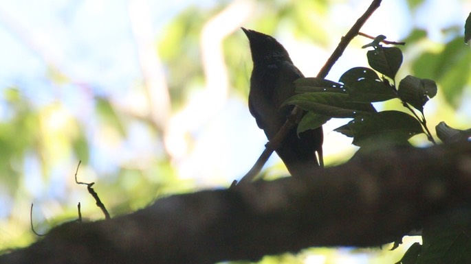 Drongo, Lesser Racket-tailed