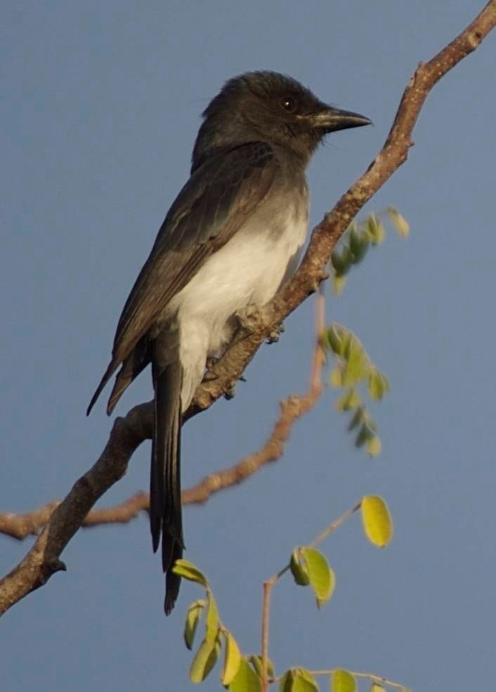 Drongo, White-bellied b