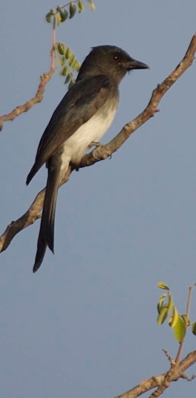 Drongo, White-bellied c