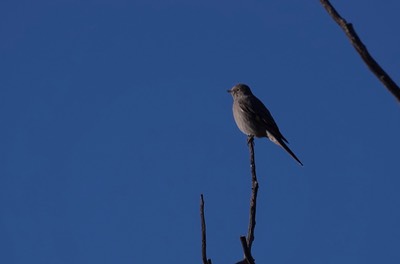 Townsend's Solitare, Myadestes townsendi