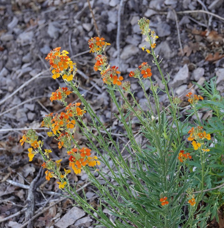 DSC00946