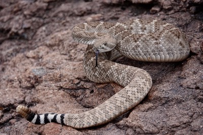 Rattlesnake, Western Diamondback
