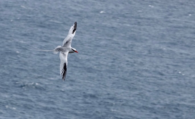 Red-billed Tropicbird18-1