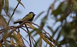 DSC03065
