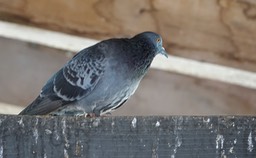 DSC03345
