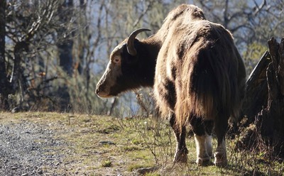 Yak