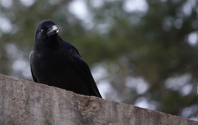 DSC03447