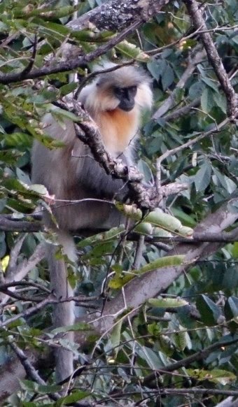 Gees Golden Langur