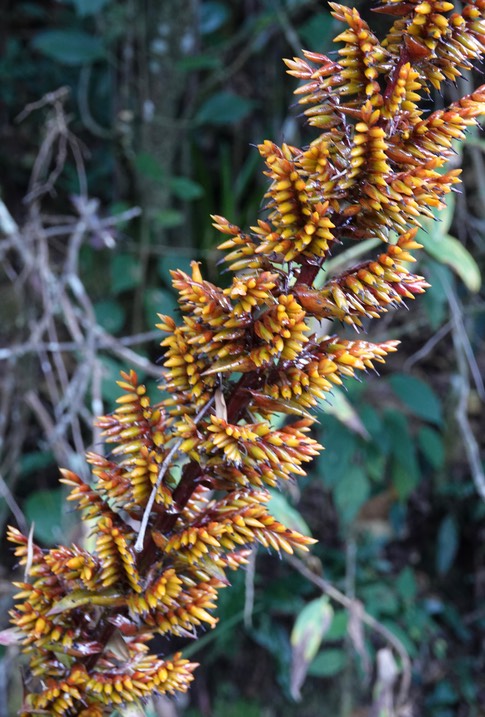 El Dorado Reserve, Santa Marta Mountains, Colombia7
