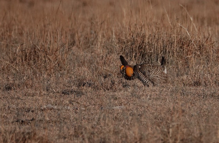 Greater Prairie Chicken, Tympanuchus cupido, near Cheyene Bottoms, Kansas