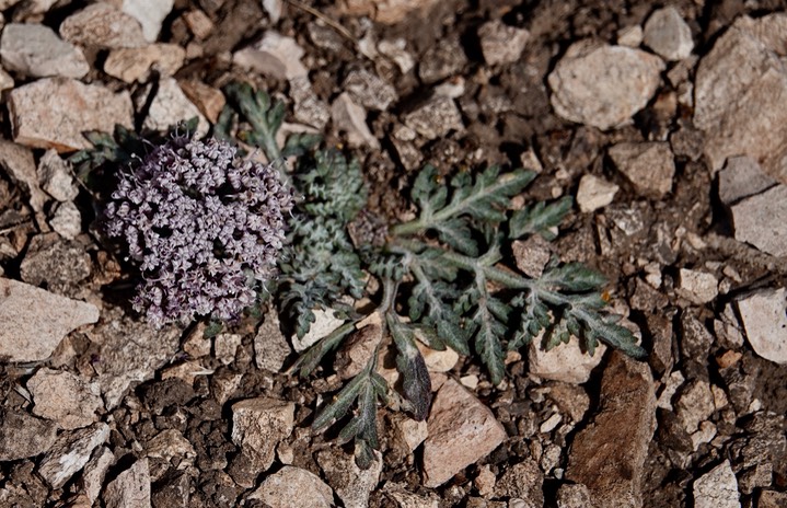 Lomatium nevadense - Biscuit Root - City of Rocks SP