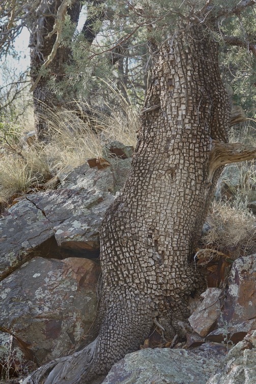 Juniperus deppeana