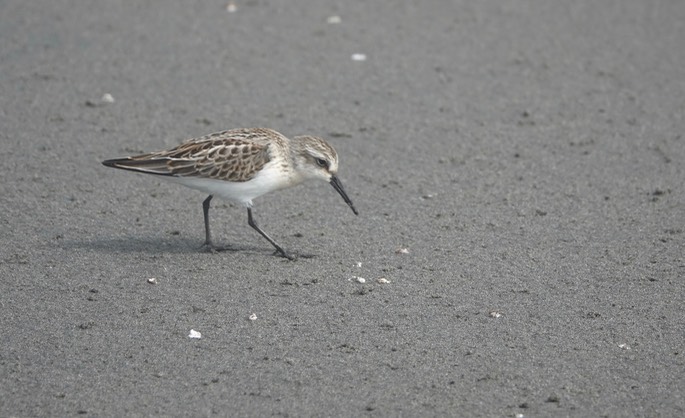 Calidris mauri - Western Sandpiper