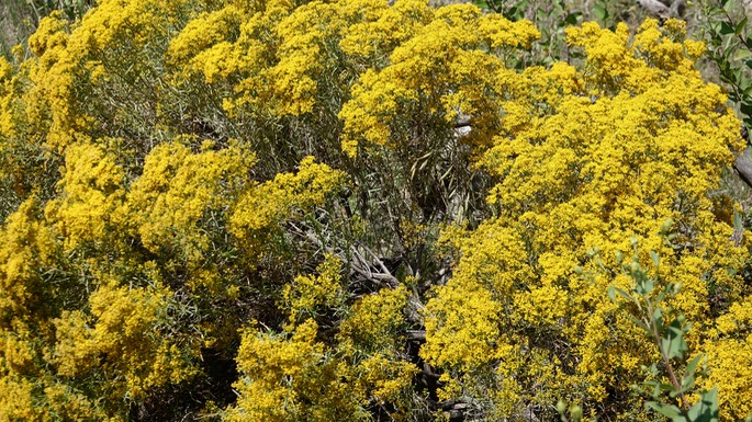 Ericameria nauseosa, Rubber Rabbitbrush, Bald Hill Spring, Black Range