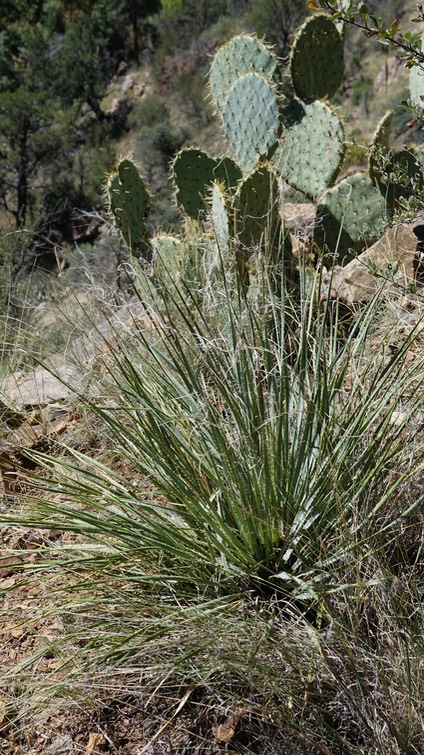 Yucca baileyi var. intermedia - Bailey's Yucca, Mineral Creek, East side of the Black Range