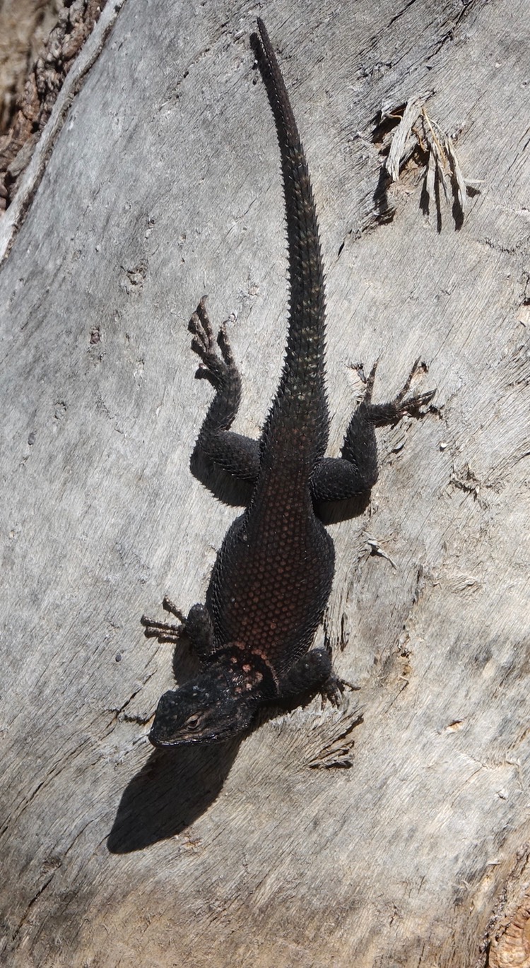Sceloporus jarrovii, Yarrow's Spiny Lizard, Little Dam, Basin Trail, Chirichahua Mountains, Arizona