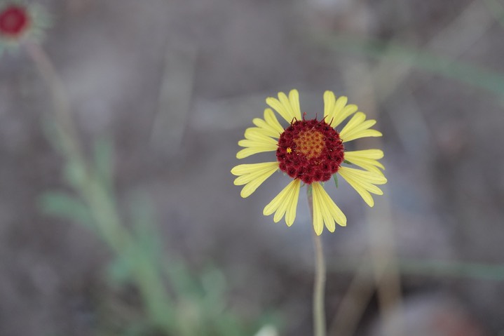 Gaillardia pinnatifida, Yellow Blanket Flower1