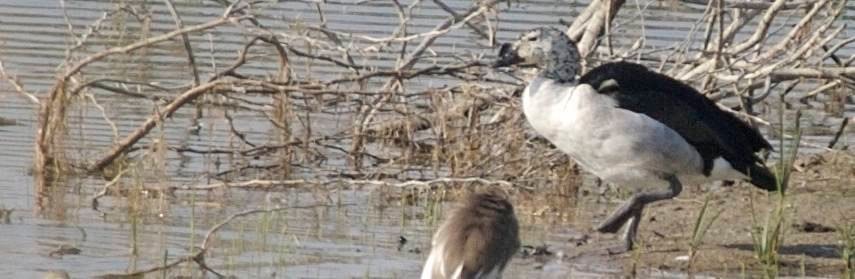 Duck, Comb c