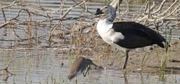 Duck, Comb d