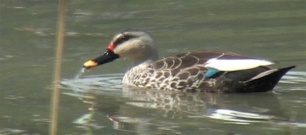 Duck, Spot-billed 4