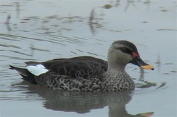 Duck, Spot-billed 5