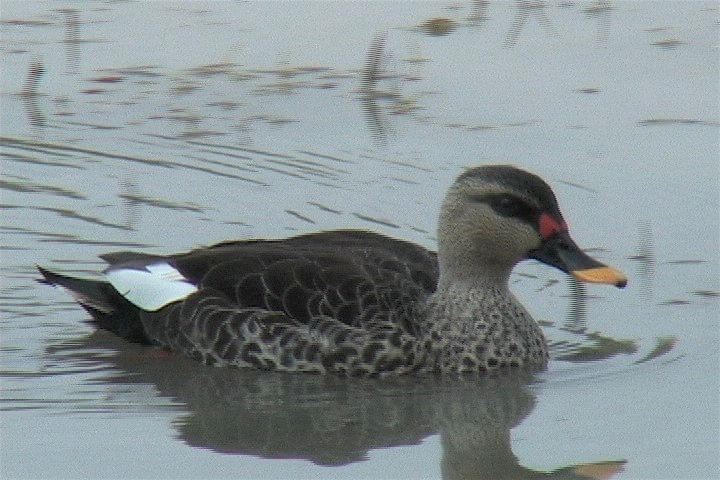 Duck, Spot-billed 5
