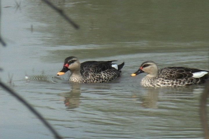 Duck, Spot-billed 7