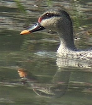 Duck, Spot-billed 8