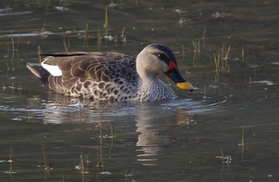 Duck, Spot-billed a