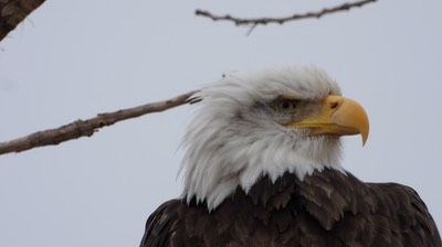 Eagle, Bald - NM Jan21