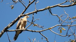 Eagle, Booted