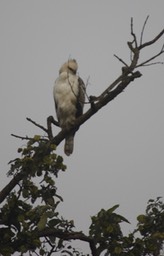 Eagle, Changeable Hawk  Spizaetus cirrhatus1