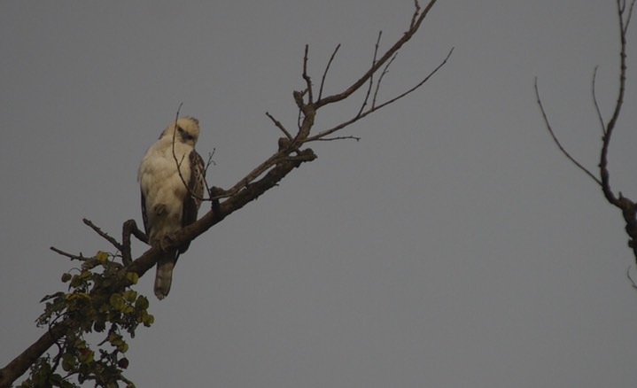 Eagle, Changeable Hawk  Spizaetus cirrhatus3