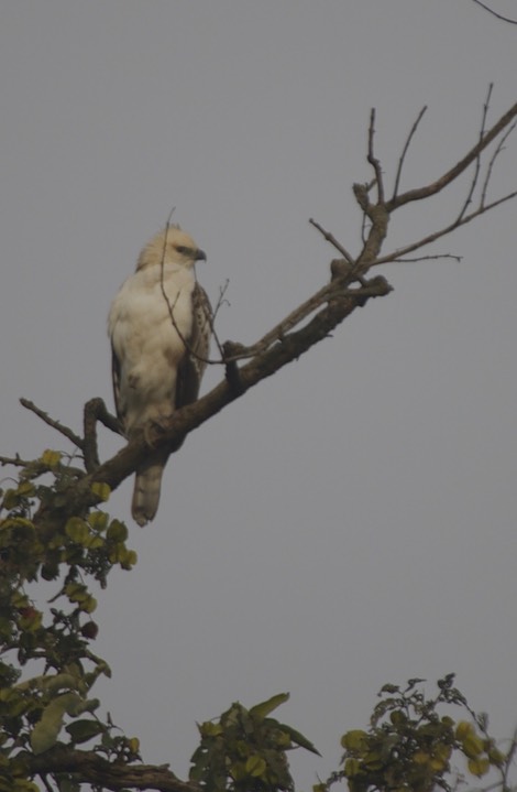 Corbett National Park, India