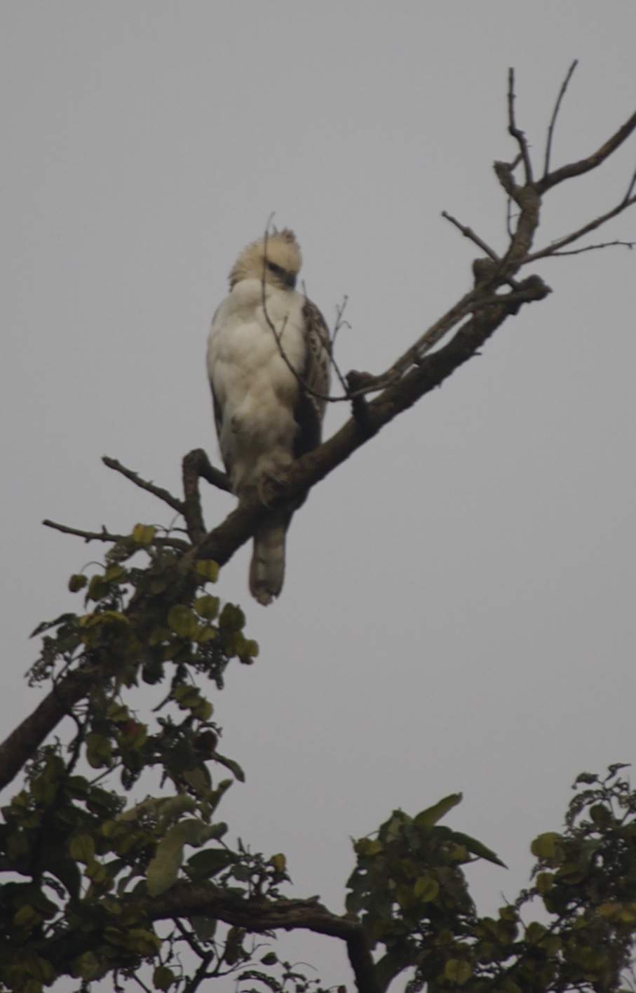 Eagle, Changeable Hawk  Spizaetus cirrhatus1