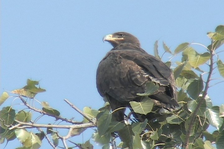 Eagle, Steppe 15