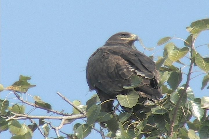 Eagle, Steppe 17