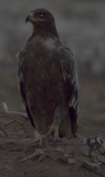 Eagle, Steppe a