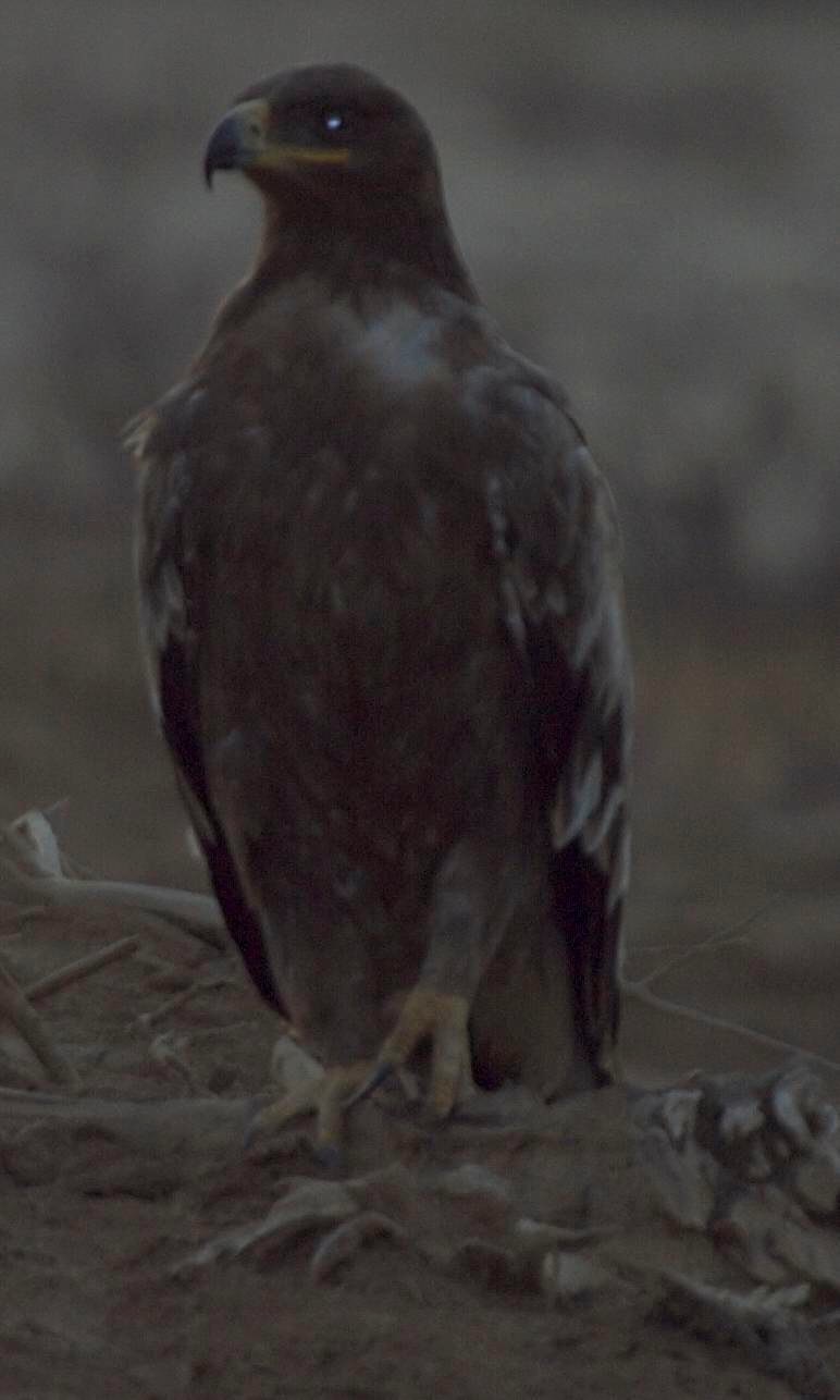 Eagle, Steppe a