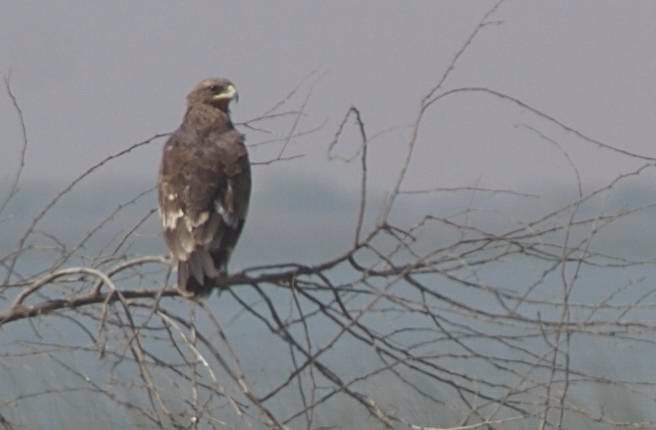Eagle, Steppe b