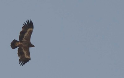 Eagle, Steppe c