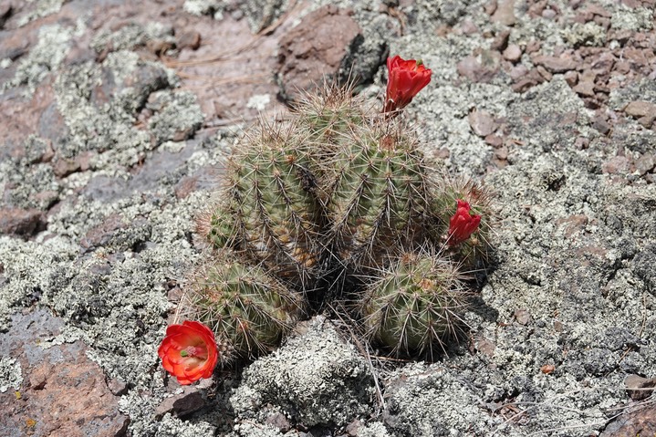 Echinocereus coccineus, Scarlet Beehive Cactus2