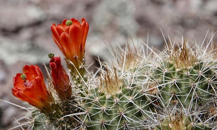 Echinocereus coccineus, Scarlet Beehive Cactus4