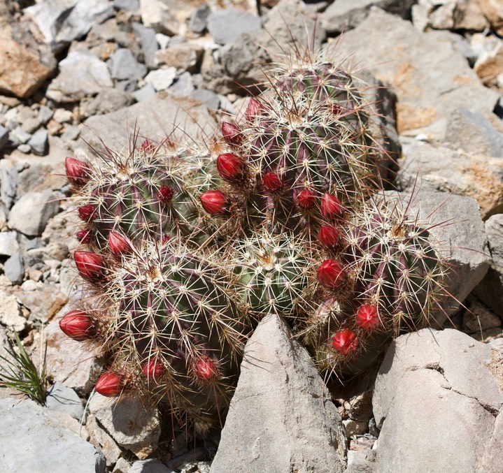 Echinocereus coccineus Apache Peak Apr14a