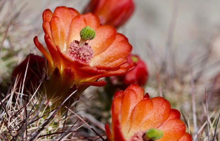 Echinocereus coccineus Apache Peak Apr14b