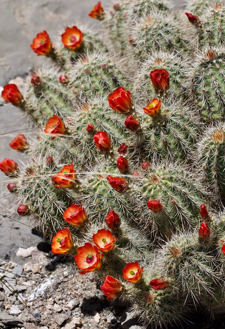 Echinocereus coccineus Apache Peak Apr14c