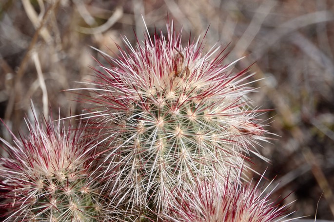Echinocereus ryolithensis2